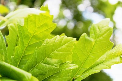 Quercus x warei Long 'Regal Prince' - křížený dub letní a dvoubarevný - jarní list (2)